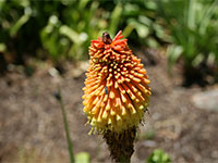 Kirstenbosch National Botanical Garden
