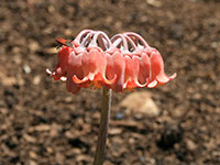 Kirstenbosch National Botanical Garden