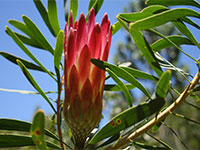 Kirstenbosch National Botanical Garden