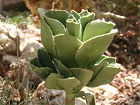 Kirstenbosch National Botanical Garden