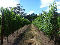 Vineyards around Paarl