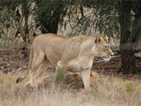 Lionpark