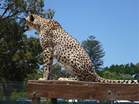 Cheetah Outreach