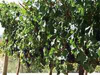 Vineyards around Paarl